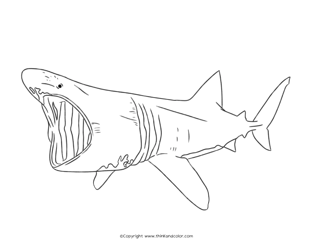 Basking Shark Coloring Page