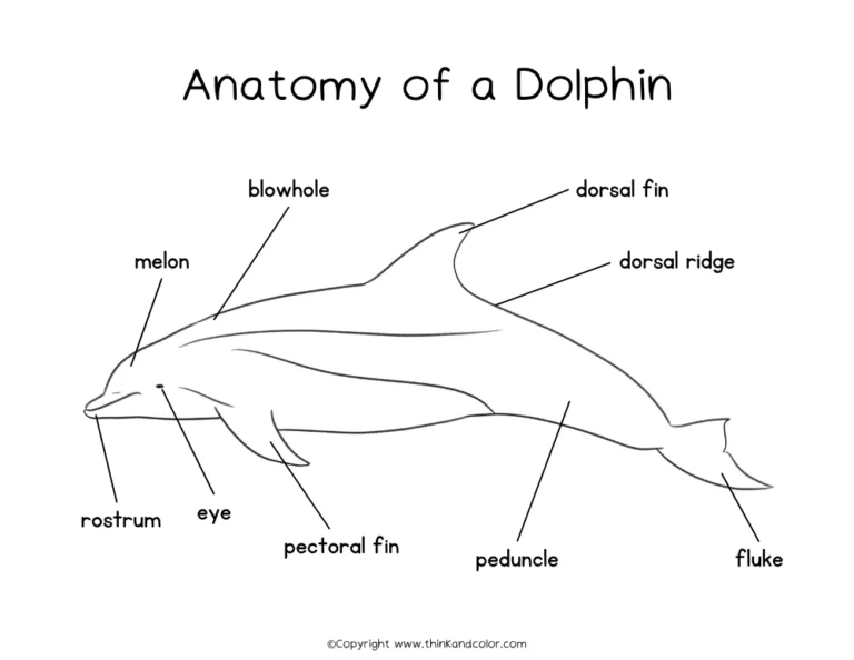 Dolphin Anatomy Coloring Page (11 × 8.5 in)
