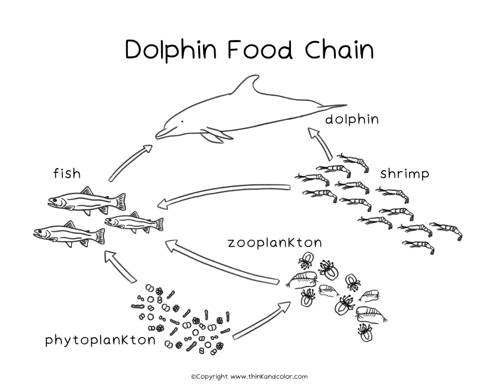 Dolphin Food Chain Coloring Page (11 × 8.5 in)