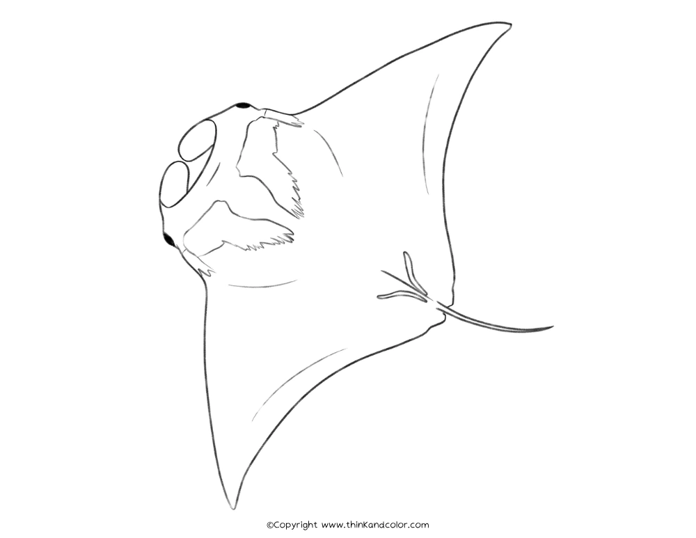 Ray Coloring Pages