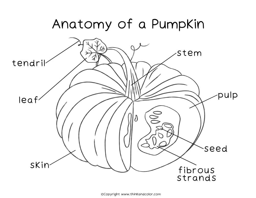 Pumpkin Anatomy Coloring Page