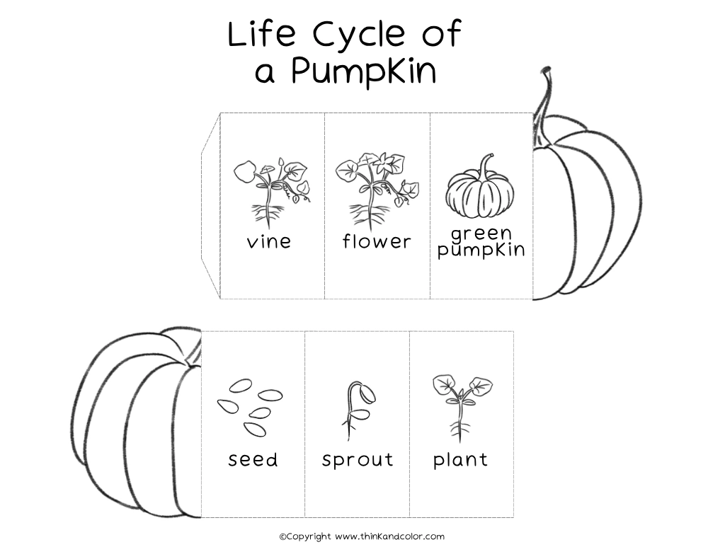 Pumpkin Life Cycle Activity