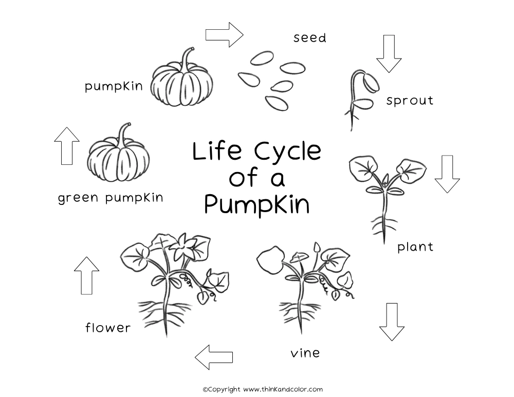 Pumpkin Life Cycle Coloring Page