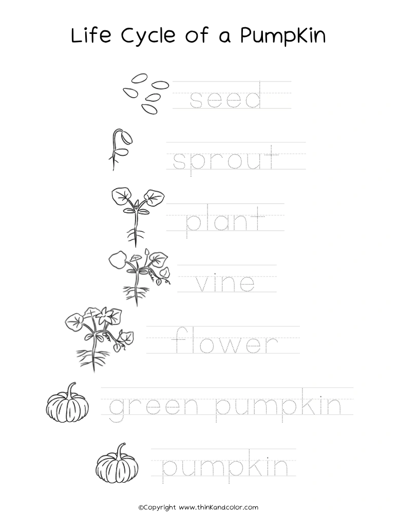 Pumpkin Life Cycle Tracing Worksheet