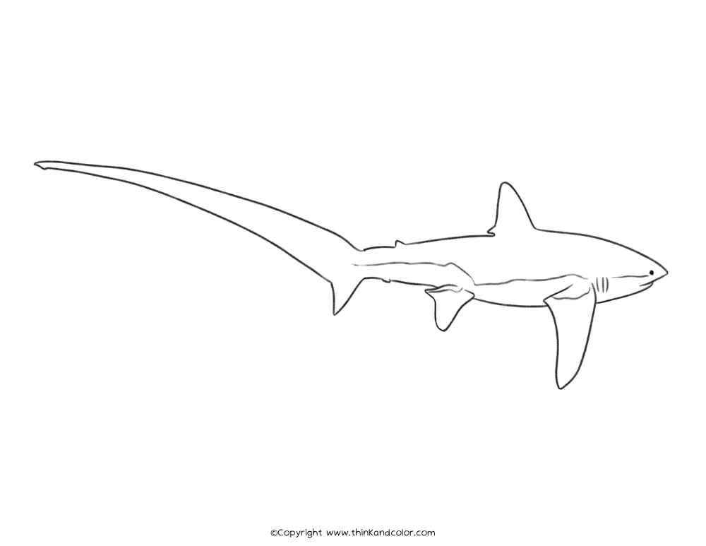 Common Thresher Shark Coloring Page
