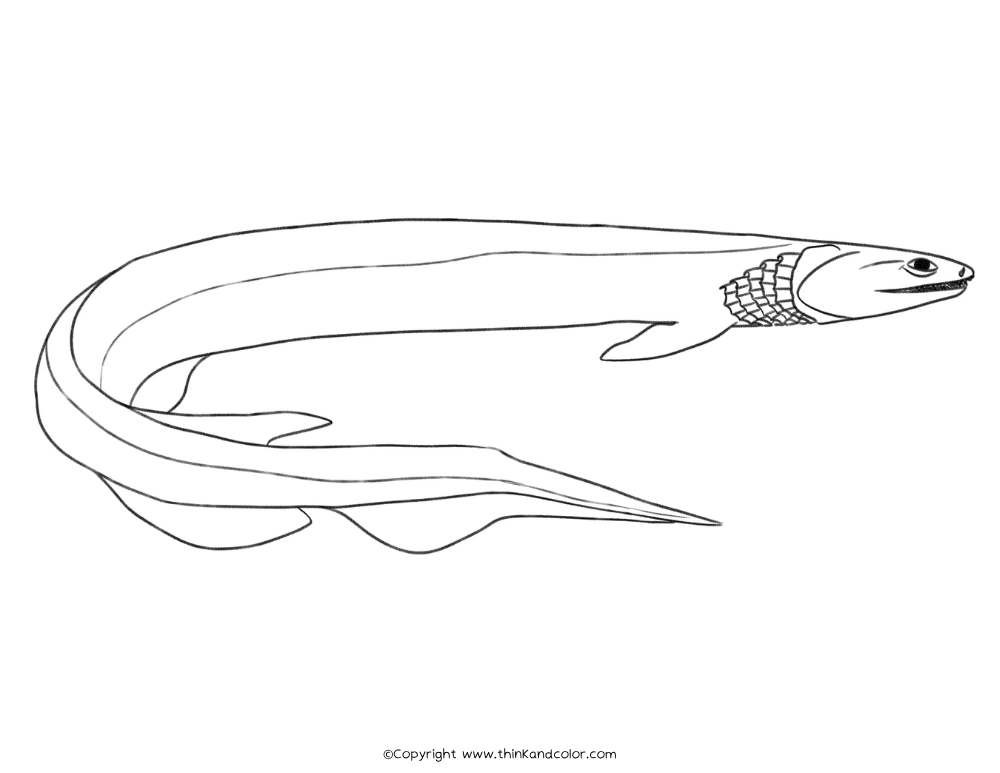 Frilled Shark Coloring Page