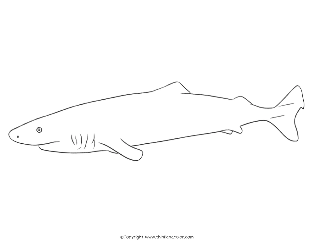 Greenland Shark Coloring Page
