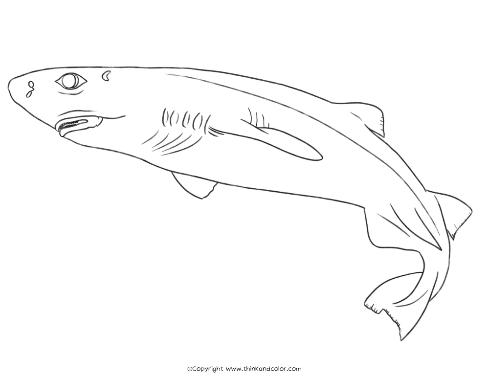 Kitefin Shark Coloring Page