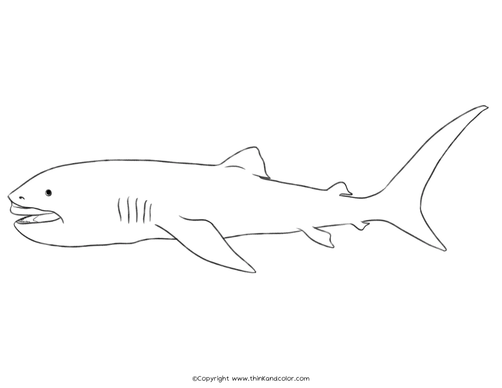 Megamouth Shark Coloring Page