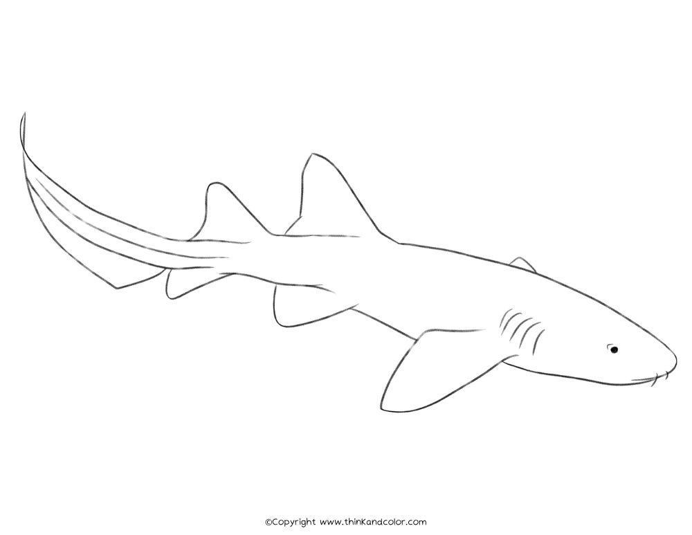 Nurse Shark Coloring Page