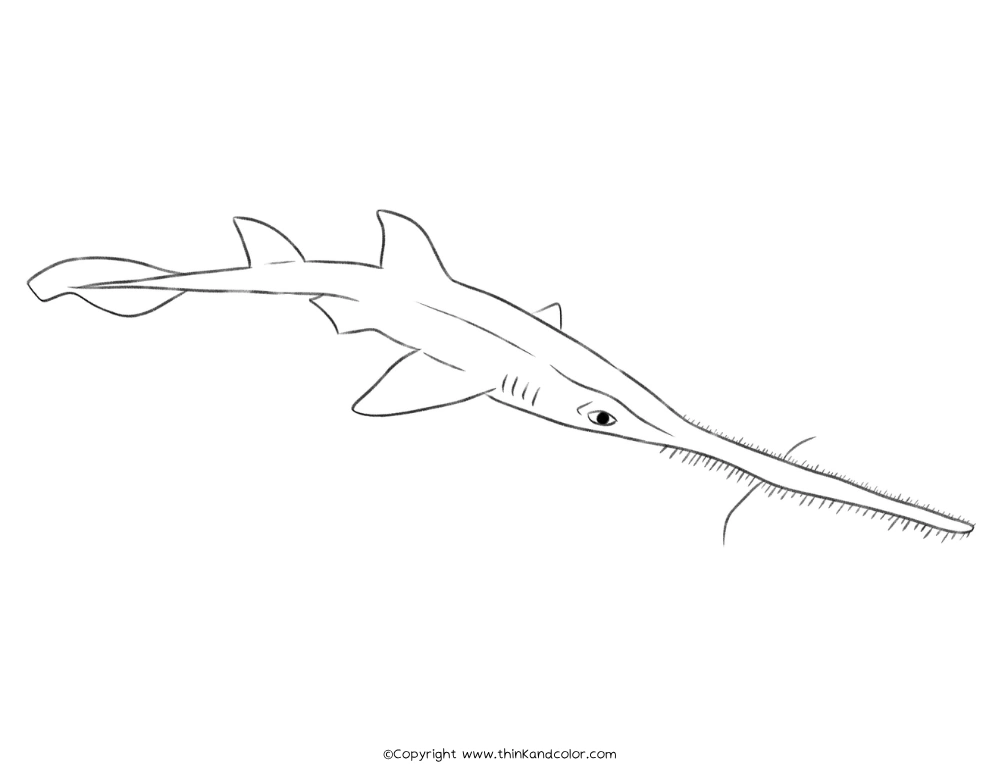 Saw Shark Coloring Page