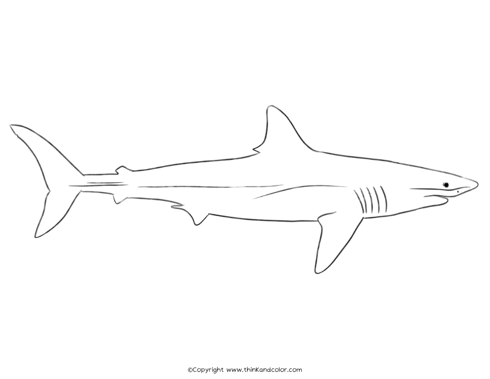 Shortfin Mako Shark Coloring Page