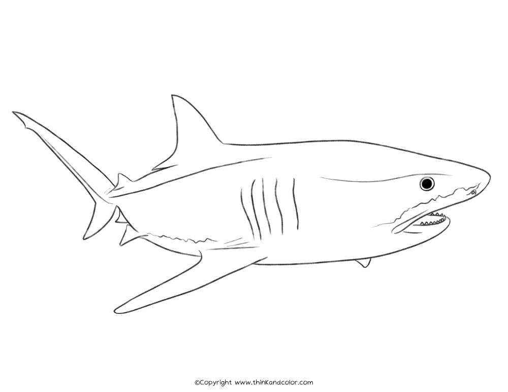 Tiger Shark Coloring Page