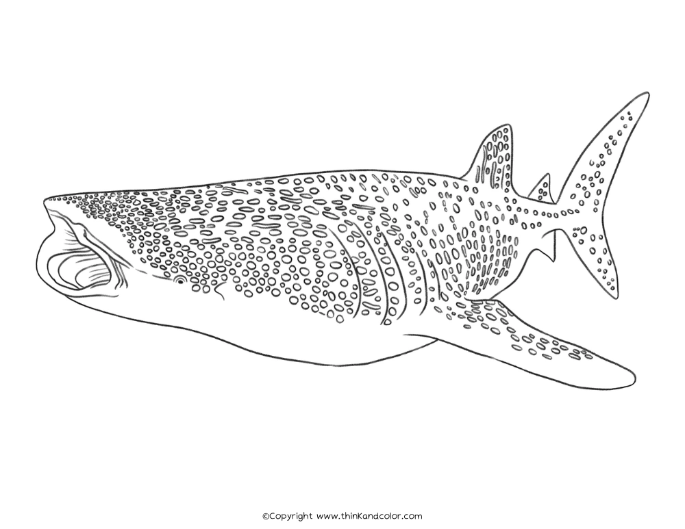 Whale Shark Coloring Page